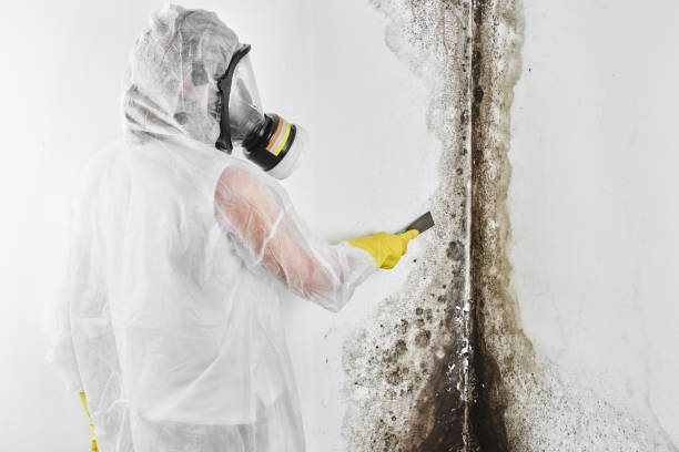 Best Home Mold Removal  in Mount Jackson, VA