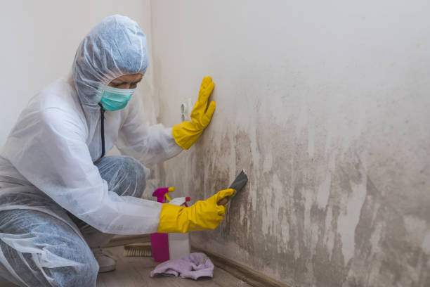 Best Professional Mold Removal  in Mount Jackson, VA