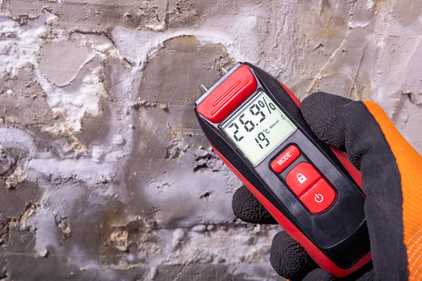 Best Toxic Mold Removal  in Mount Jackson, VA