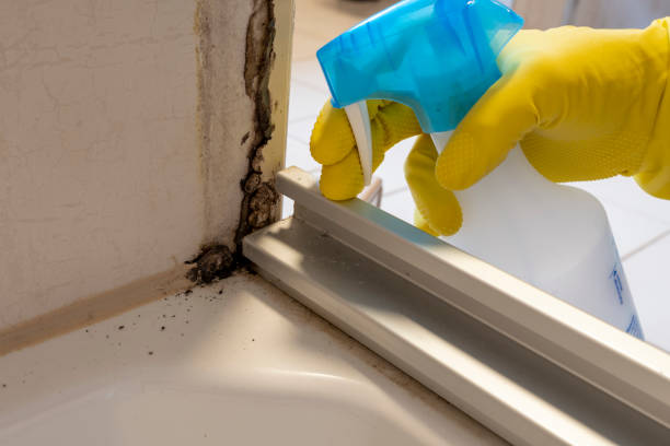 Best Residential Mold Removal  in Mount Jackson, VA