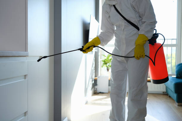 Best Attic Mold Removal  in Mount Jackson, VA
