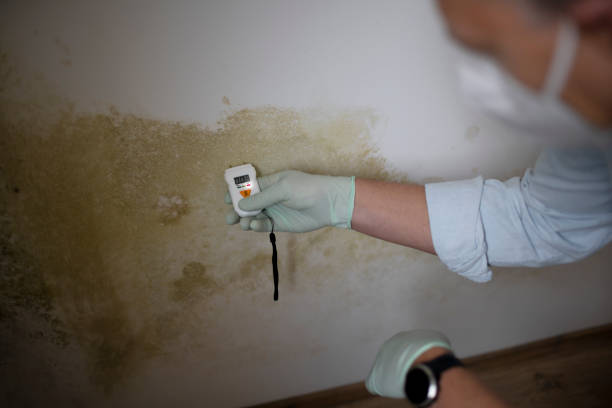 Best Certified Mold Removal  in Mount Jackson, VA