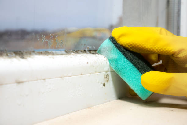 Trusted Mount Jackson, VA Mold Removal Experts
