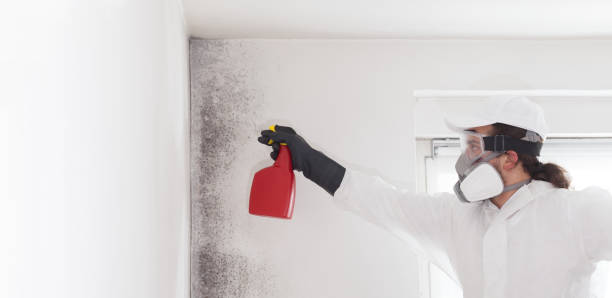 Best Mold Removal Near Me  in Mount Jackson, VA