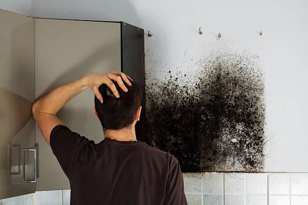 Best Crawl Space Mold Removal  in Mount Jackson, VA