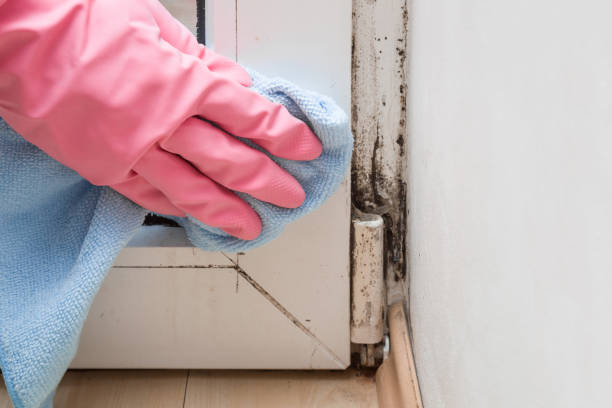 Best Office Mold Removal Services  in Mount Jackson, VA